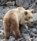 Brown Bear - Ursus arctos © Teresa Farino